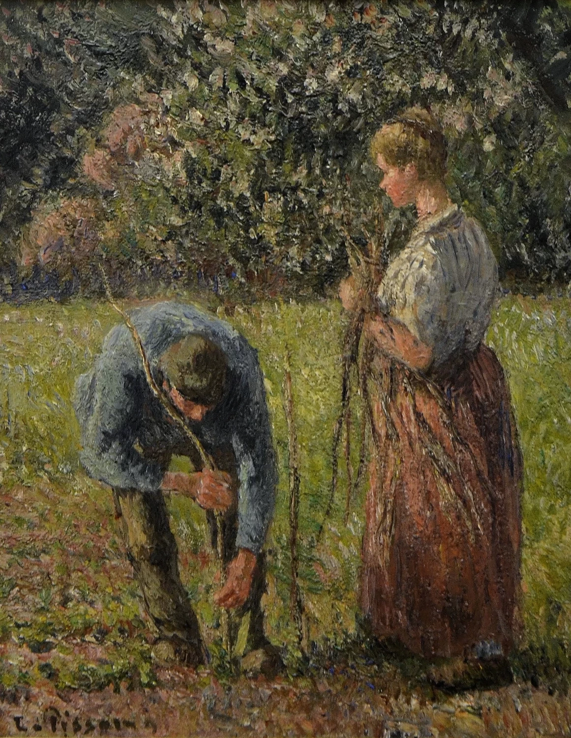Piantagione di piselli - Museo Faure